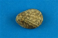 藏品(漁舟蜑螺)的圖片